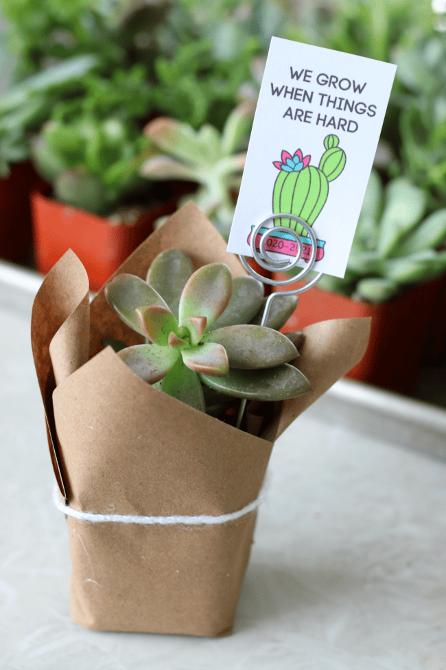 mini plant or succulent gift ideas by Carla schall